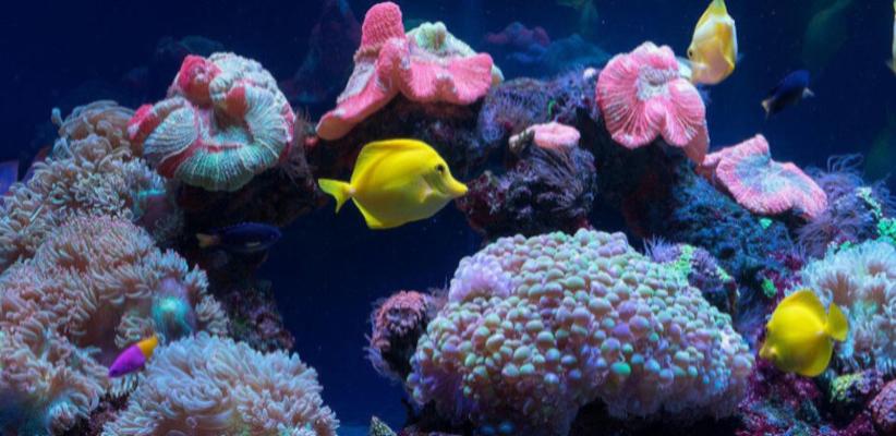 Анализ воды в аквариуме, почему это важно?